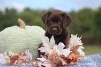 Dante, a male Labrador Retriever for sale in Jerico Springs, MO – 2 of 5
