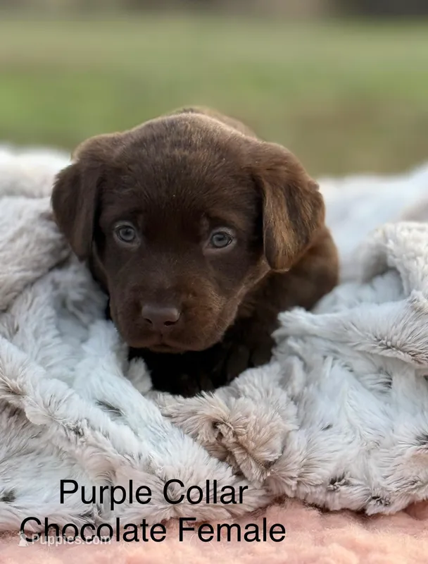 Dalia – Labrador Retriever puppy for sale in Sheldon, MO