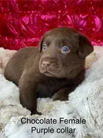 Dalia, a female Labrador Retriever for sale in Sheldon, MO – Photo 1 of 4