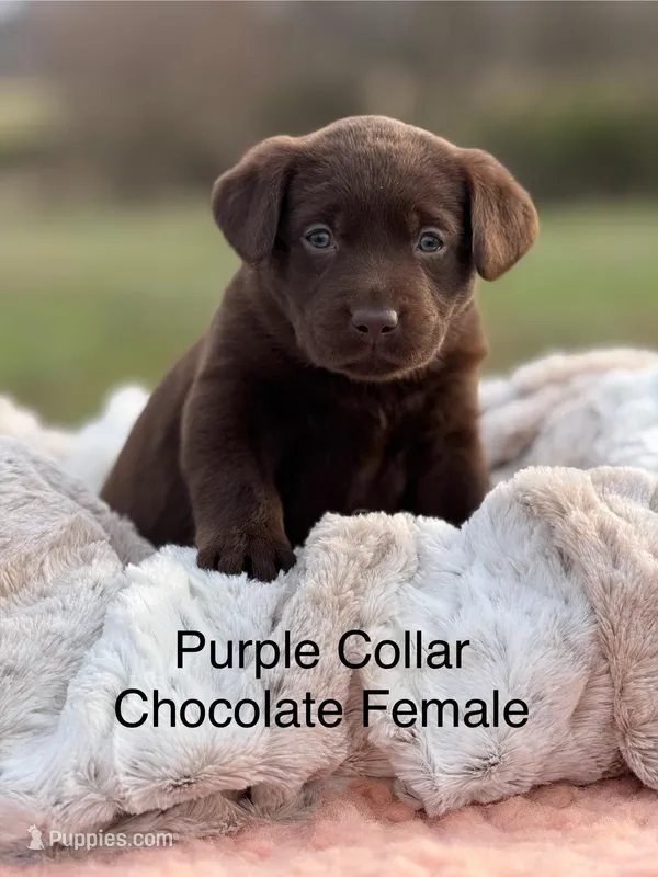 Dalia – Labrador Retriever puppy for sale in Sheldon, MO