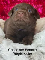 Dalia, a female Labrador Retriever for sale in Sheldon, MO – Photo 2 of 4