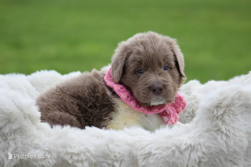 Beige and white male – Newfoundland puppy for sale in Jerico Springs, MO