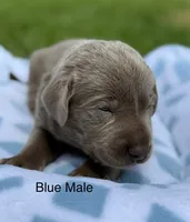 Silver Male, a male Labrador Retriever for sale in Jerico Springs, MO – 3 of 4