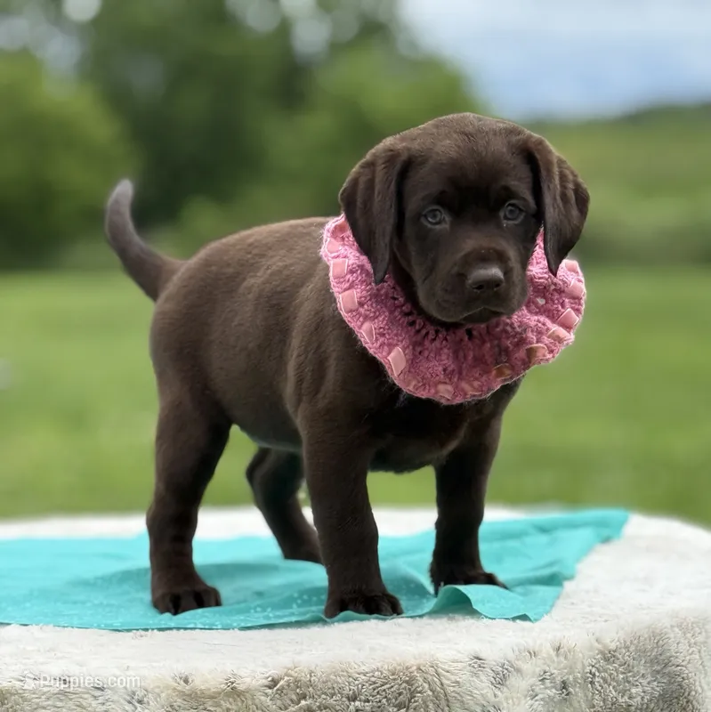 Bria – Labrador Retriever puppy for sale in Jerico Springs, MO
