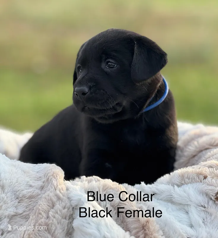 Roxy – Labrador Retriever puppy for sale in Sheldon, MO