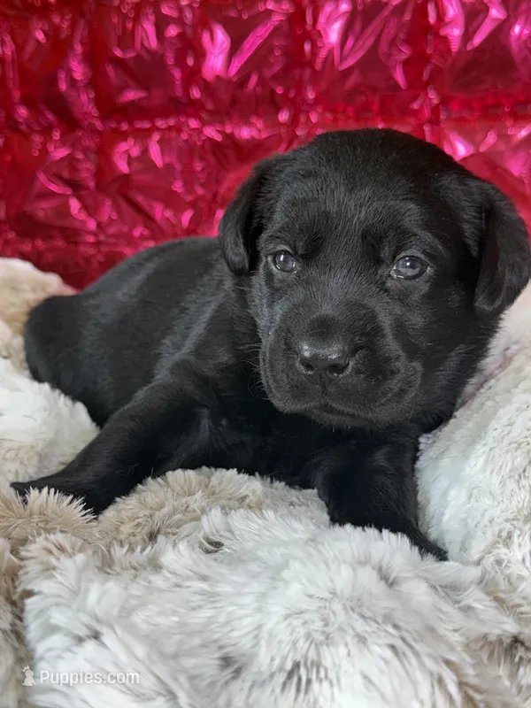 Roxy – Labrador Retriever puppy for sale in Sheldon, MO