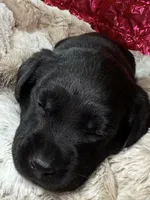 Roxy, a female Labrador Retriever for sale in Sheldon, MO – Photo 5 of 5