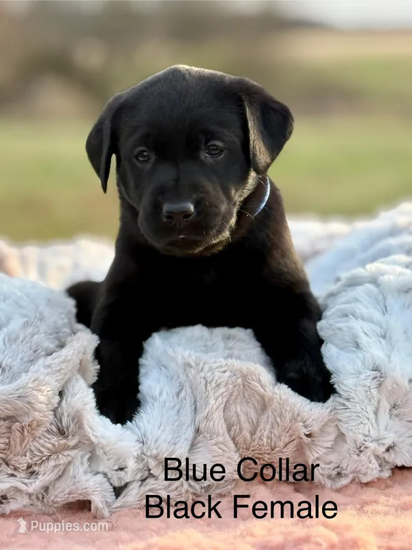 Roxy – Labrador Retriever puppy for sale in Sheldon, MO