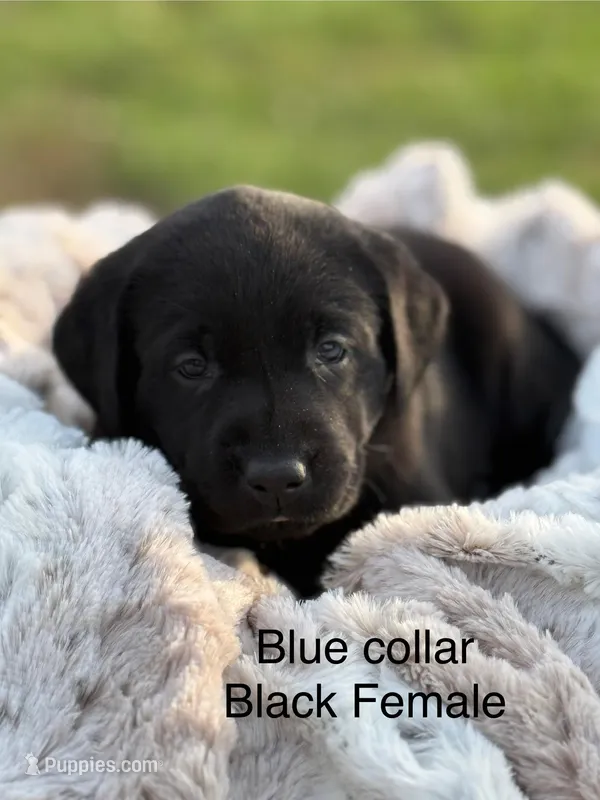 Roxy – Labrador Retriever puppy for sale in Sheldon, MO