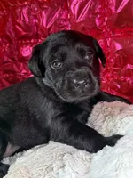 Roxy, a female Labrador Retriever for sale in Sheldon, MO – Photo 1 of 5