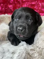 Roxy, a female Labrador Retriever for sale in Sheldon, MO – Photo 3 of 5