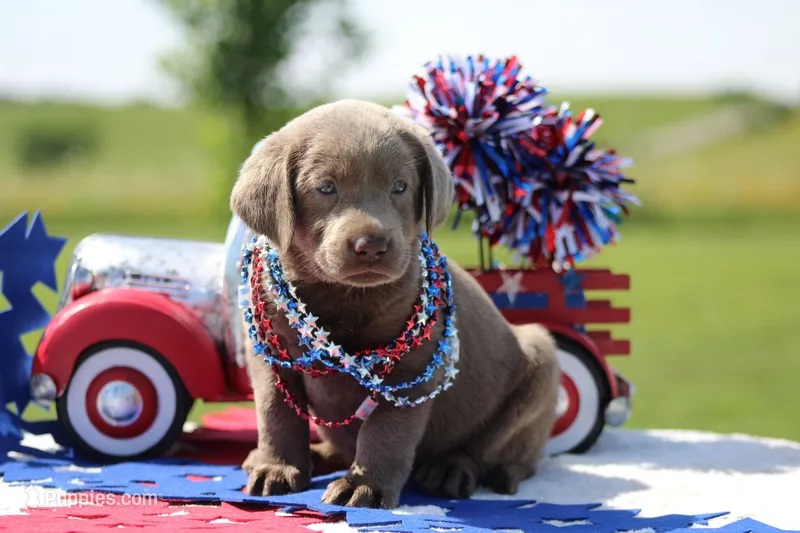 Orange Collar – Labrador Retriever puppy for sale in Jerico Springs, MO