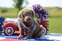 Orange Collar, a female Labrador Retriever for sale in Jerico Springs, MO – 2 of 4