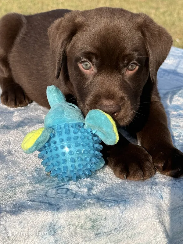 Daniel – Labrador Retriever puppy for sale in Jerico Springs, MO