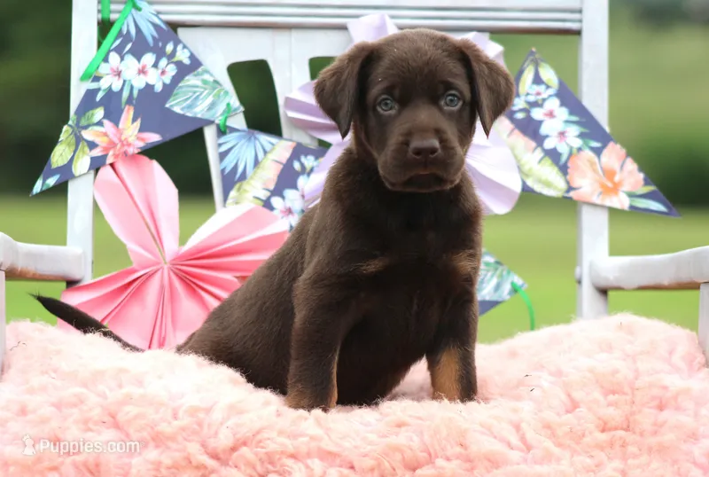 Dakota Mismark Chocolate – Labrador Retriever puppy for sale in Jerico Springs, MO