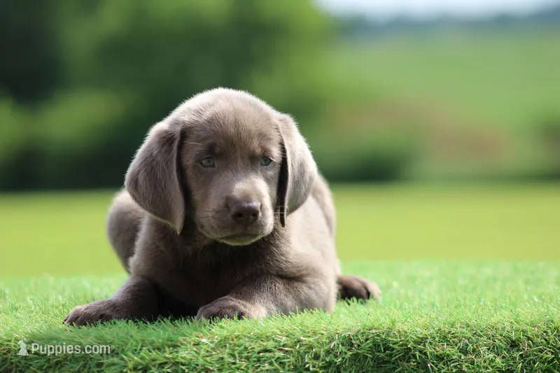 Light Blue Collar – Labrador Retriever puppy for sale in Jerico Springs, MO