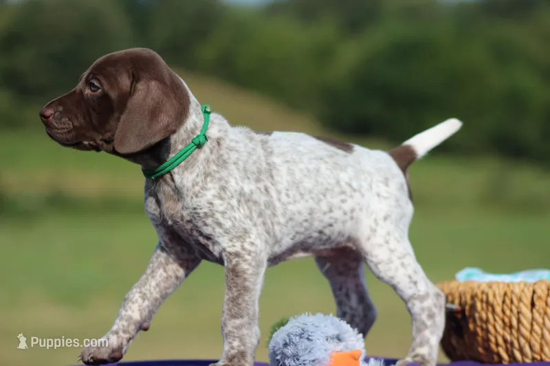 Max – German Shorthaired Pointer puppy for sale in Jerico Springs, MO