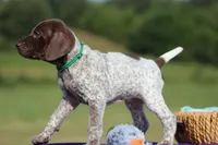 Max, a male German Shorthaired Pointer for sale in Jerico Springs, MO – 4 of 4