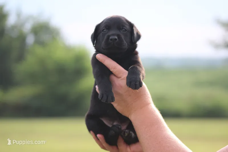 Stanley – Labrador Retriever puppy for sale in Jerico Springs, MO