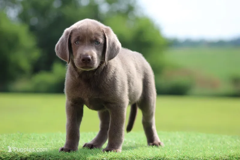 Light Blue Collar – Labrador Retriever puppy for sale in Jerico Springs, MO