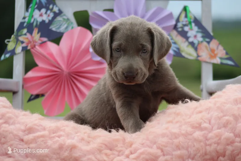 Sabrina – Labrador Retriever puppy for sale in Jerico Springs, MO