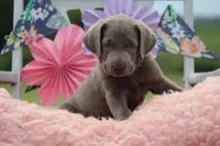Sabrina, a female Labrador Retriever for sale in Jerico Springs, MO – 3 of 4