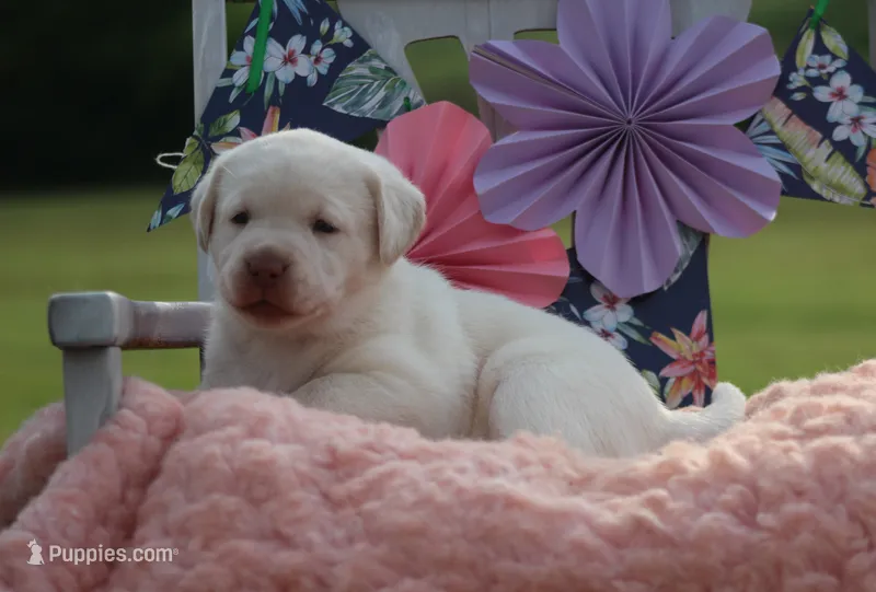 Sammy – Labrador Retriever puppy for sale in Jerico Springs, MO