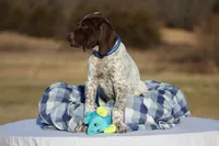 Blue Collar , a male German Shorthaired Pointer for sale in Sheldon, MO – Photo 4 of 4