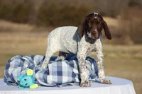Blue Collar , a male German Shorthaired Pointer for sale in Sheldon, MO – Photo 2 of 4
