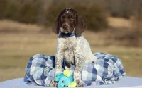 Blue Collar , a male German Shorthaired Pointer for sale in Sheldon, MO – Photo 1 of 4