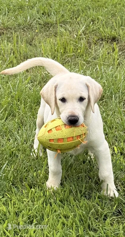 June – Labrador Retriever puppy for sale in Jerico Springs, MO