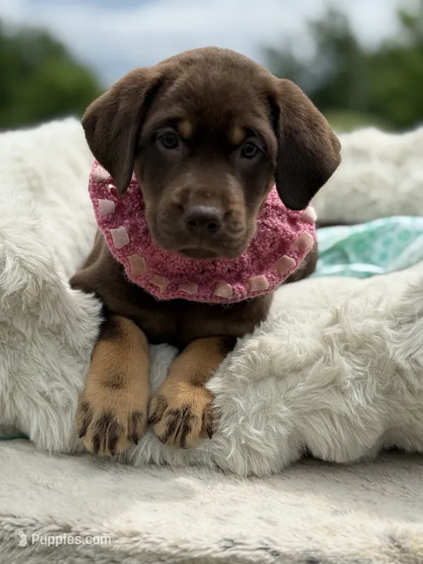 Neon Mismark Female – Labrador Retriever puppy for sale in Jerico Springs, MO