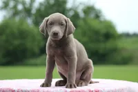 Yellow Collar, a female Labrador Retriever for sale in Jerico Springs, MO – 3 of 5