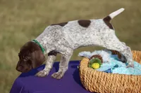 Max, a male German Shorthaired Pointer for sale in Jerico Springs, MO – 3 of 4