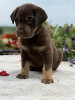 Neon Mismark Female, a female Labrador Retriever for sale in Jerico Springs, MO – 4 of 9
