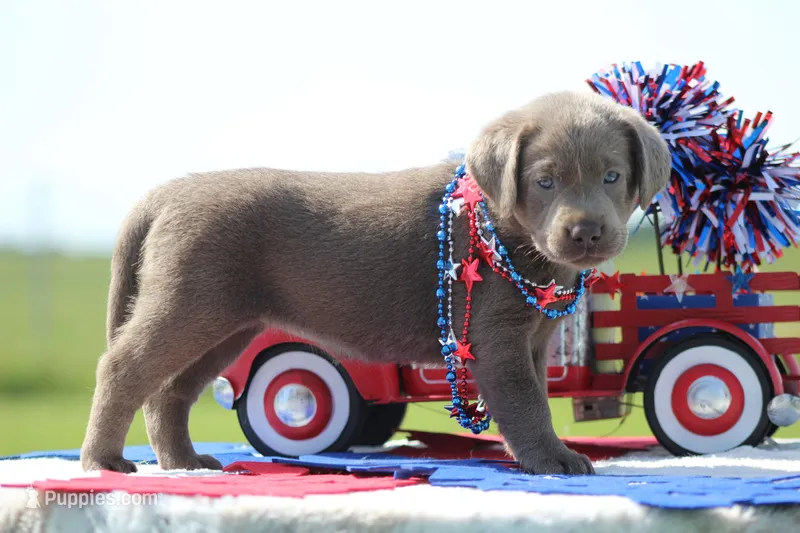 Pink Collar – Labrador Retriever puppy for sale in Jerico Springs, MO