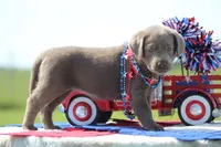 Pink Collar, a female Labrador Retriever for sale in Jerico Springs, MO – 1 of 4