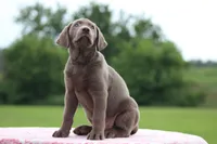 Blue collar, a female Labrador Retriever for sale in Jerico Springs, MO – 6 of 6