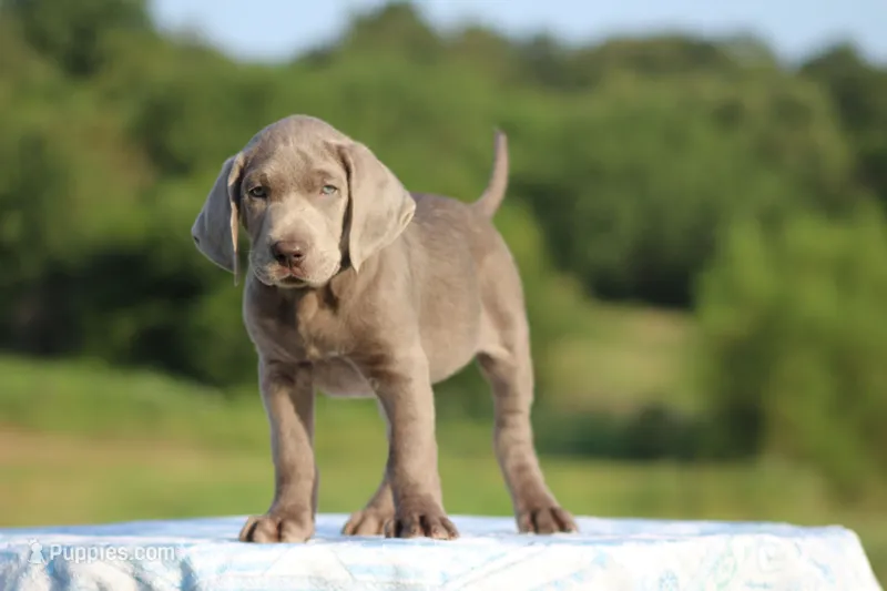 Duke – Labrador Retriever puppy for sale in Jerico Springs, MO