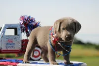 Purple Collar, a female Labrador Retriever for sale in Jerico Springs, MO – 2 of 4