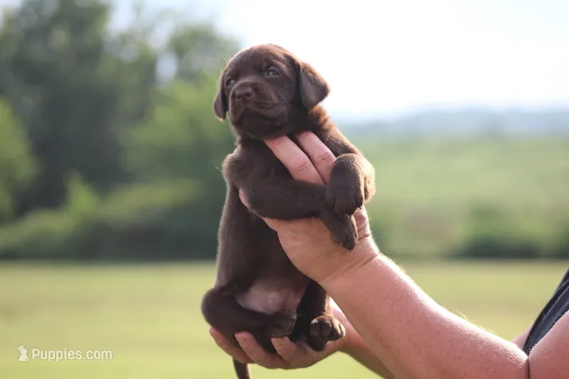Greta – Labrador Retriever puppy for sale in Jerico Springs, MO