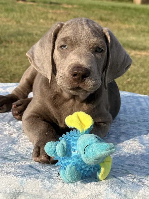 Duke – Labrador Retriever puppy for sale in Jerico Springs, MO