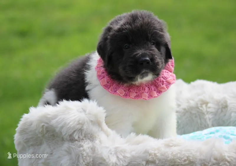 White and gray Male – Newfoundland puppy for sale in Jerico Springs, MO