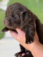 Brown Male, a male Newfoundland for sale in Jerico Springs, MO – 3 of 5