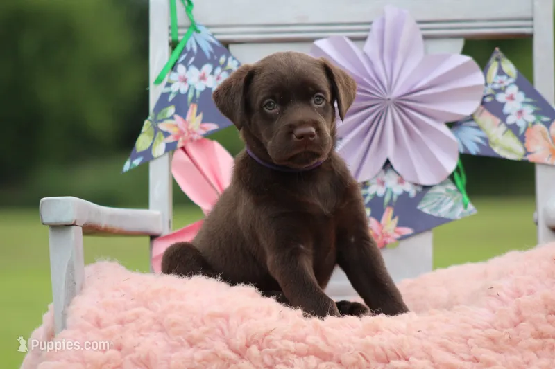 Greta – Labrador Retriever puppy for sale in Jerico Springs, MO