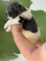 White and gray Male, a male Newfoundland for sale in Jerico Springs, MO – 4 of 7