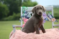 Neon Collar Female, a female Labrador Retriever for sale in Jerico Springs, MO – 5 of 5