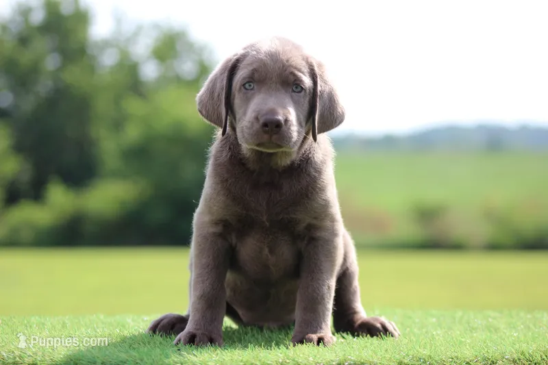 Yellow Collar – Labrador Retriever puppy for sale in Jerico Springs, MO