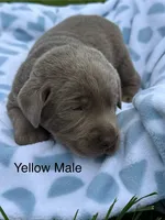 Silver Male, a male Labrador Retriever for sale in Jerico Springs, MO – 2 of 4