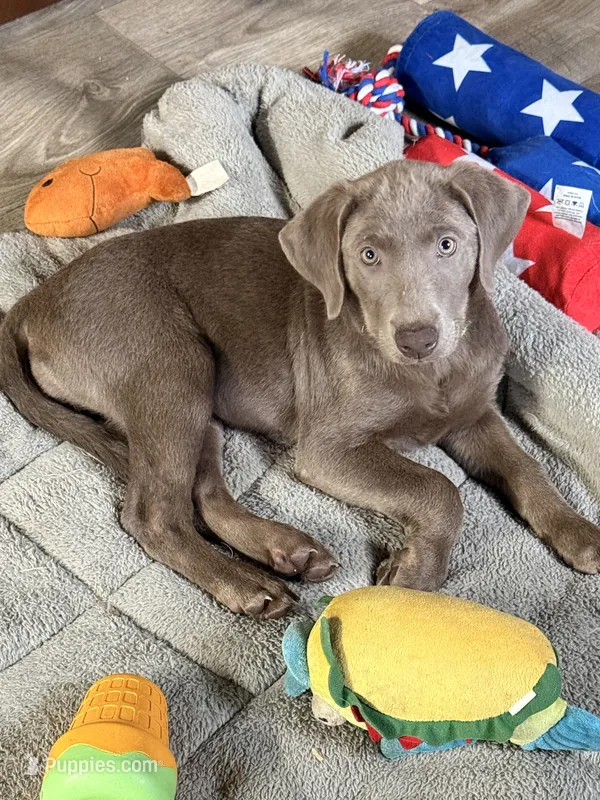 Neon Collar Female – Labrador Retriever puppy for sale in Jerico Springs, MO